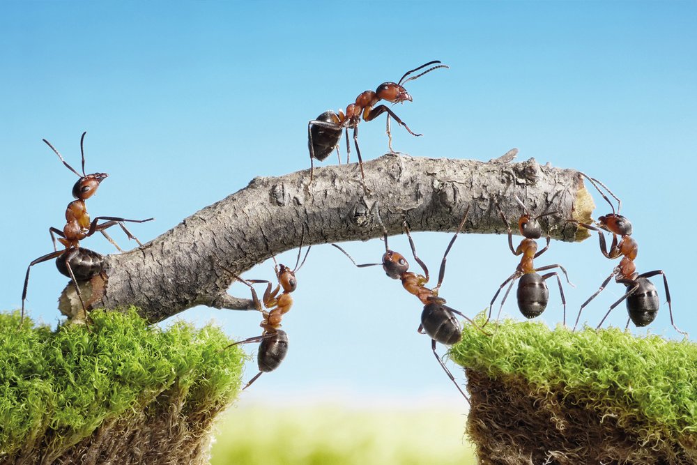 Ameisen transportieren gemeinsam einen für sie riesigen Stock.