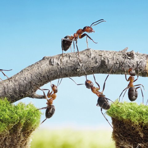 Ameisen transportieren gemeinsam einen für sie riesigen Stock.